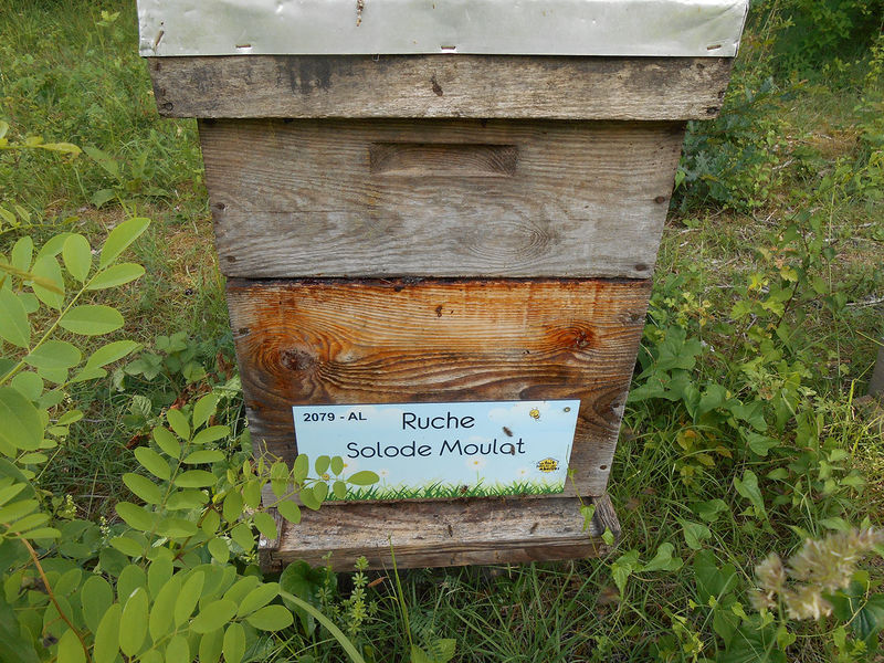 La ruche Solode Moulot